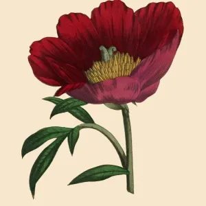 Paenoia or Peony Plant, Victorian Botanical Illustration Paenoia or Peony Plant, Victorian Botanical Illustration
