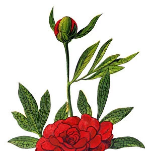 Paeonia officinalis, the common peony, or garden peony