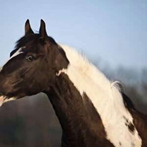 Paint Horse, brown tobiano, gelding