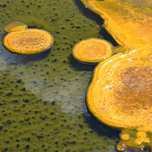 Paint Pots of Yellowstone Print Paint Pots of Yellowstone Print