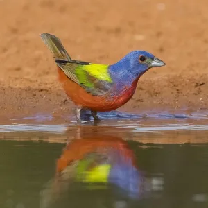Painted Bunting Painted Bunting
