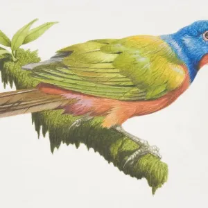 Painted Bunting (Passerina ciris), bird with a blue head, bright red underparts and green wings Painted Bunting (Passerina ciris), bird with a blue head, bright red underparts and green wings