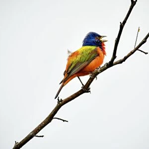 Painted Bunting singing on a dead branch outside Fort Worth