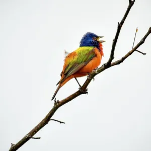 Painted Bunting singing on a dead branch outside Fort Worth Painted Bunting singing on a dead branch outside Fort Worth