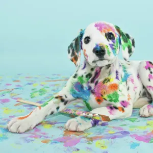 Painted puppy