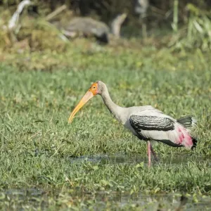 Painted Stork -Mycteria leucocephala-, Keoladeo National Park, Rajasthan, India Painted Stork -Mycteria leucocephala-, Keoladeo National Park, Rajasthan, India