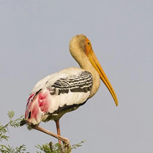 Painted Stork -Mycteria leucocephala-, Keoladeo National Park, Rajasthan, India