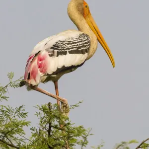 Painted Stork Print, Keoladeo National Park Painted Stork Print, Keoladeo National Park
