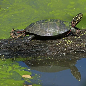 Painted turtle on log