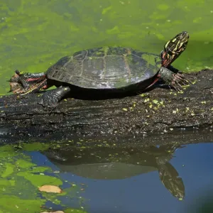 Painted Turtle on Log Print