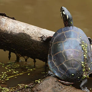 Painted turtle on summer pond