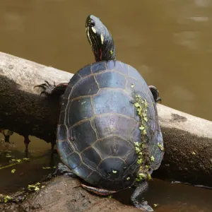 Painted Turtle Summer Pond Print