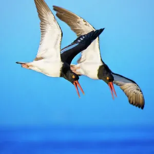 Pair of American Oystercatchers in Flight Against Blue Sky