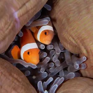 Pair of anemonefish in their coral home Print