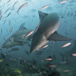 Bull Shark Print with School of Fish in Fiji Bull Shark Print with School of Fish in Fiji