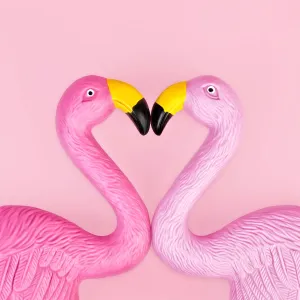 Pair of flamingos