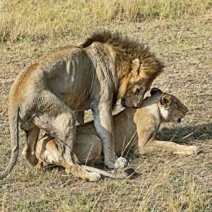Pair of Lions -Panthera leo-, mating, Msai Mara National Reserve, Kenya