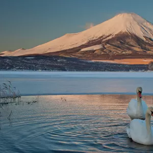 A pair of mute swans in Lake Kawaguchi disrupt the reflection of Mt. Fuji, Japan