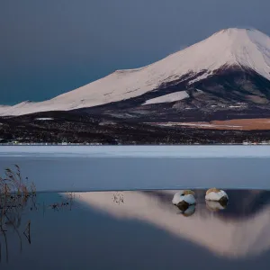 A pair of mute swans in Lake Kawaguchi in the reflection of Mt. Fuji, Japan