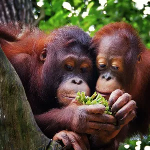 Pair of Orang Utans Pair of Orang Utans