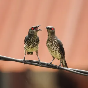 Pair of red eyes Pair of red eyes