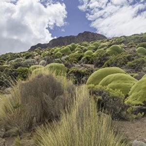 Paja Brava, Paja Ichu or Yarava Ichu grass plants with the Yareta or Llareta cushion plant -Azorella compacta- growing on the slopes of the Taapaca volcano, Arica y Parinacota Region, Chile
