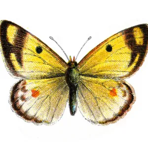 Pale Clouded Yellow Butterfly Print