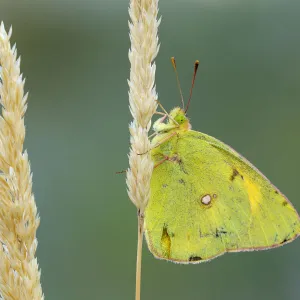 Pale Clouded Yellow -Colias hyale- on a grass seed head, Bulgaria