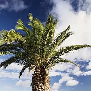 Palm tree against a blue sky, Lanzarote, Canary Islands, Spain, Europe