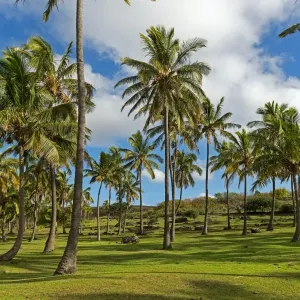 Palm Trees Print, Anakena Beach, Rapa Nui Palm Trees Print, Anakena Beach, Rapa Nui
