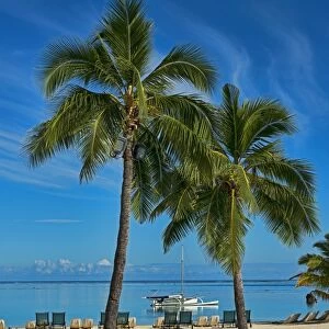 Palm trees on the beach, Moorea, French Polynesia