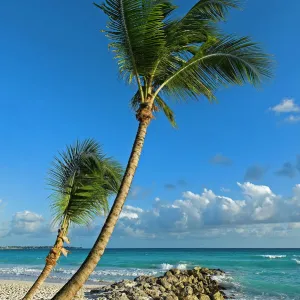 Palm trees on the beach, Saint Lawrence Gap, Barbados