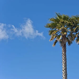 Two palm trees against a blue sky, Auckland, New Zealand