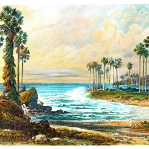 Palmyra palm trees on the beach of Ceylon