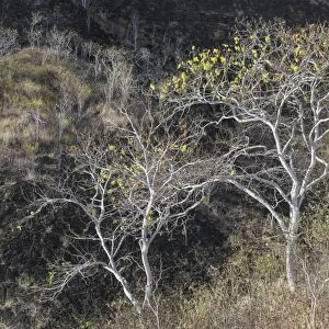 Palo Santo tree -Bursera graveolens-, Isla de San Cristobal, Galapagos Islands, Ecuador