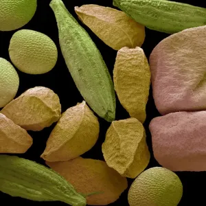 Panch Phoran Spice Blend Print, SEM