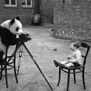 Panda Photo Panda Photo