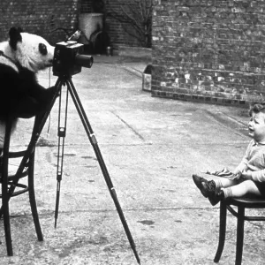Panda Photographer Panda Photographer