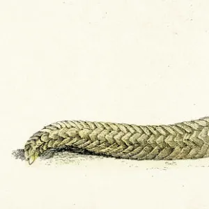 Pangolin engraving 1803