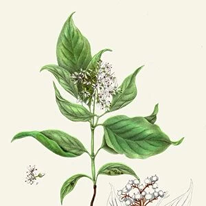 Panicled Dogwood botanical engraving 1843