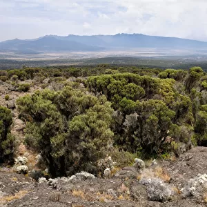 Panorama of Shira plateau, Kilimanjaro National Park, Lemosho trail