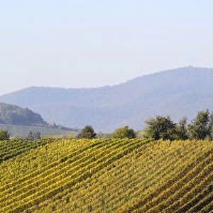 Panoramic photo of the vineyards in autumn between Ilbesheim and Arzheim in the Southern Palatinate, Rhineland-Palatinate, Germany, Europe