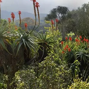 A panoramic picture taken in Kirstenbosch National Botanical Garden in Cape Town, Western Cape Province, South Africa