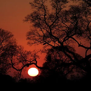 Pantanal Sunrise