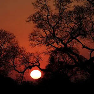 Amanecer del Pantanal Amanecer del Pantanal