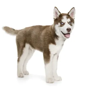 Siberian Husky Puppy Print Siberian Husky Puppy Print