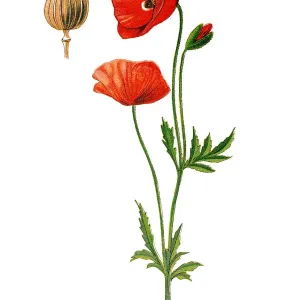 Papaver rhoeas Botanical Print