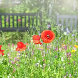Papaver rhoeas, with common names including common poppy, corn poppy, corn rose, field poppy, Flanders poppy, and red poppy in a wildflower meadow with garden bench Papaver rhoeas, with common names including common poppy, corn poppy, corn rose, field poppy, Flanders poppy, and red poppy in a wildflower meadow with garden bench