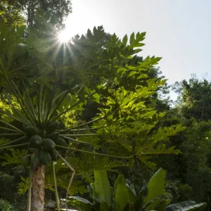 Papaya tree -Carica papaya-, backlit, northern Thailand, Thailand, Asia