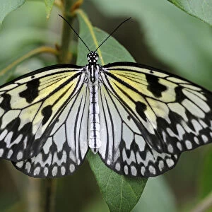 Paper Kite or Large Tree Nymph -Idea leuconoe-, tropical butterfly, Asia